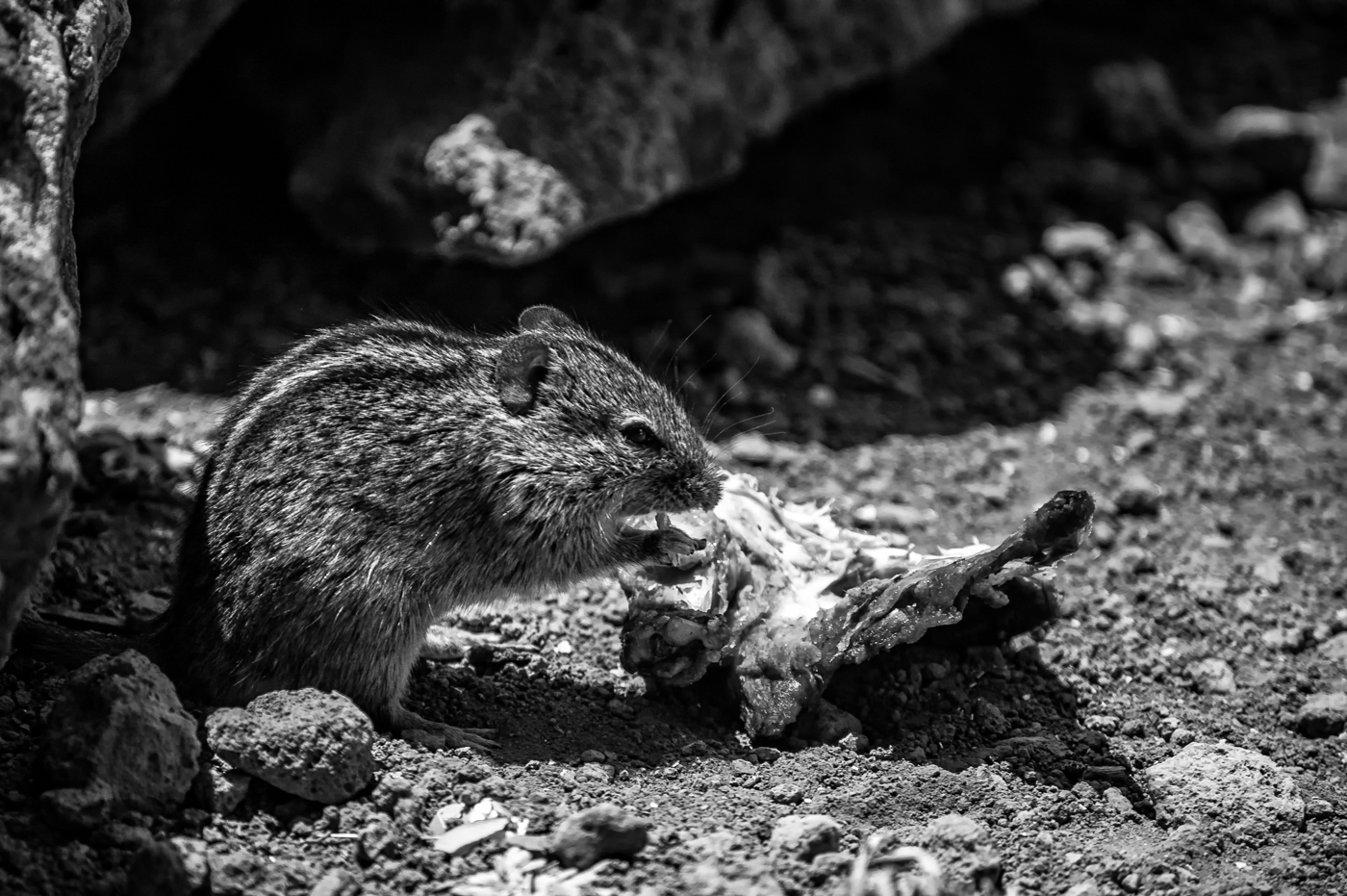 Myš čtyřpruhá (Rhabdomys pumilio) na Mandara route