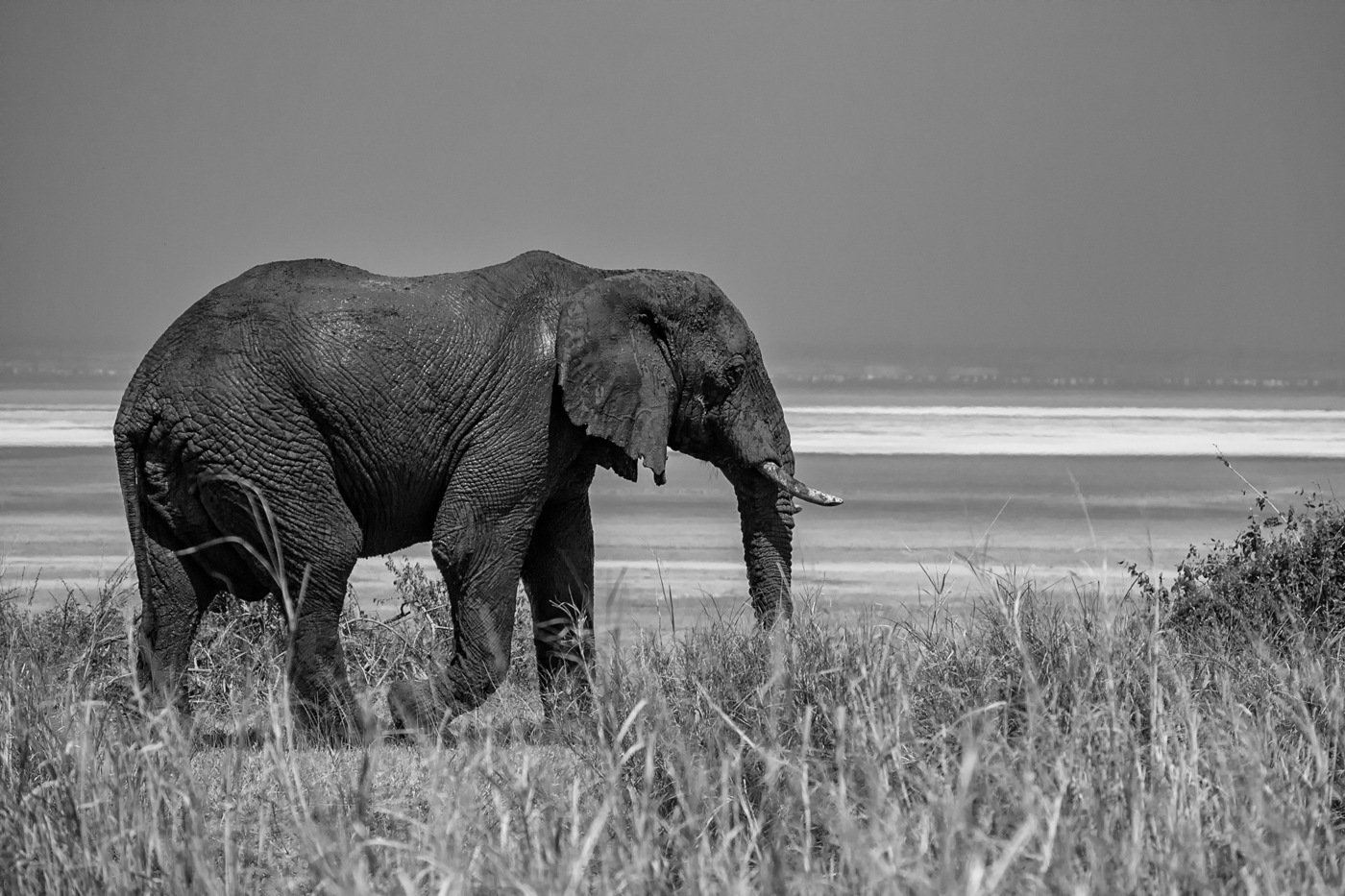 Slon africký (Loxodonta africana) u Manyara Lake