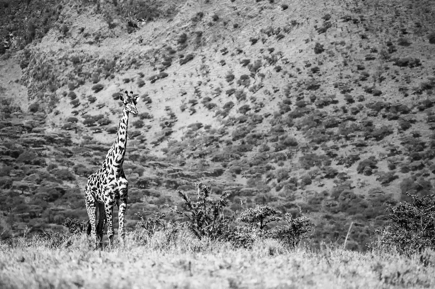 Žirafa masajská (Giraffa tippelskirchi) u Ngorongoro