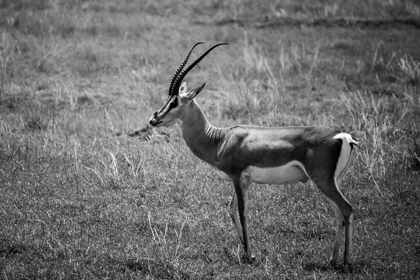 Impala (Aepyceros melampus) v Serengeti