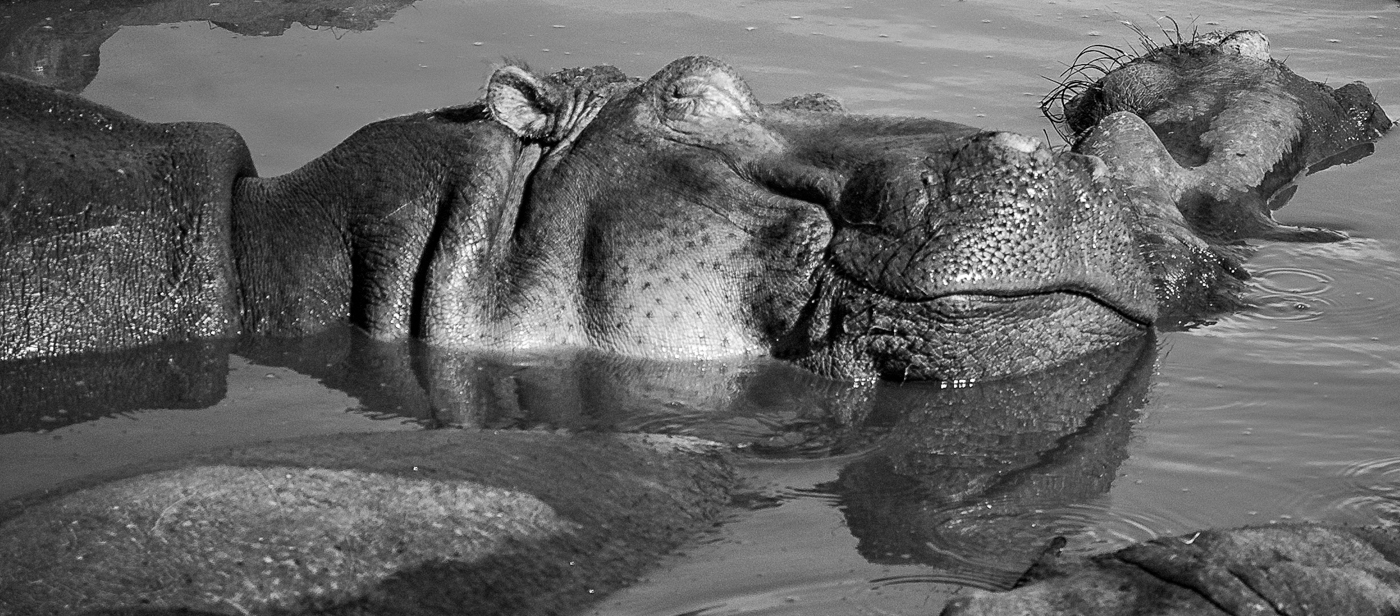 Hroch obojživelný (Hippopotamus amphibius) v Serengeti