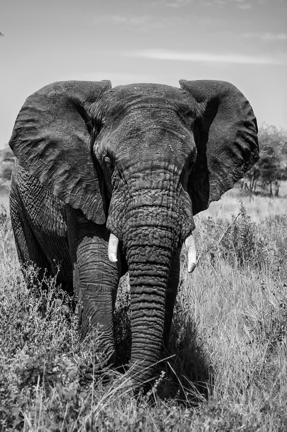 Slon africký (Loxodonta africana) v Serengeti
