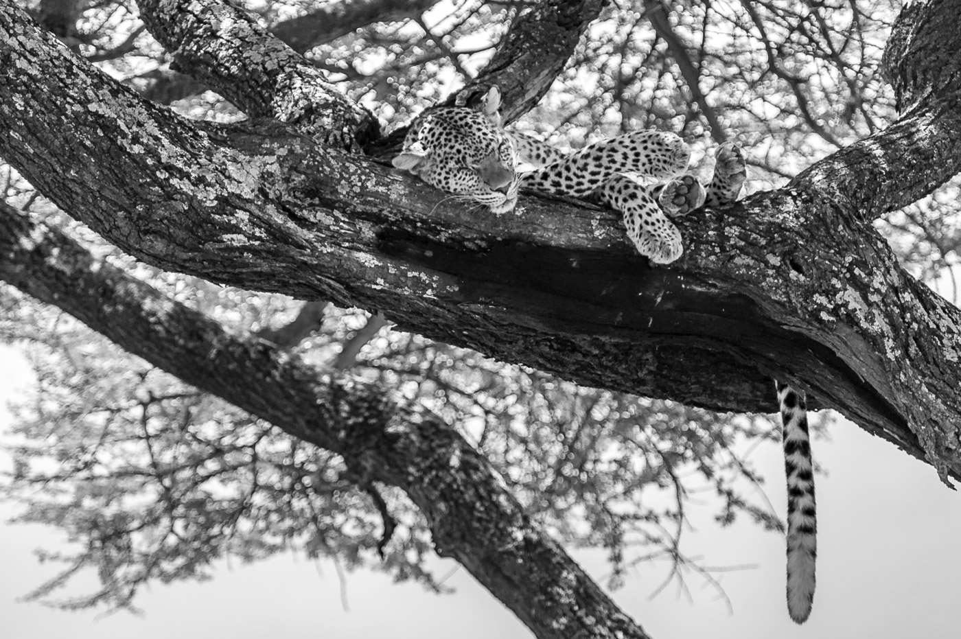 Levhart skvrnitý (Panthera pardus) v Serengeti