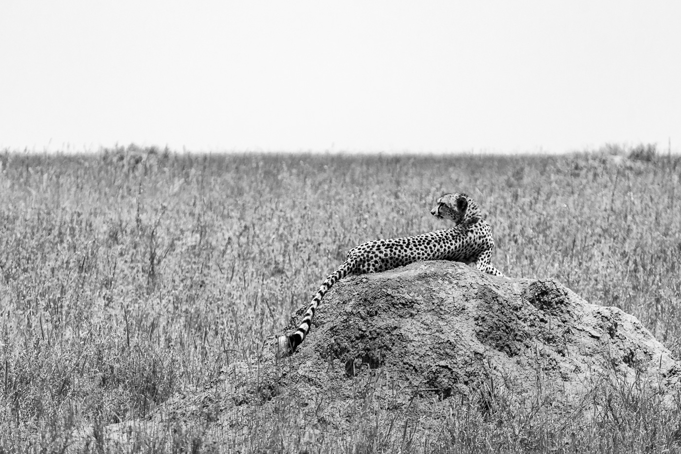 Gepard štíhlý (Acinonyx jubatus) v Serengeti