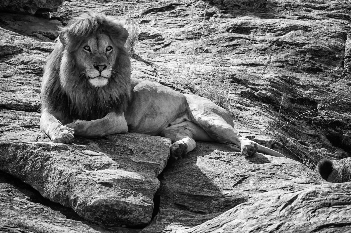 Lev masajský (Panthera leo massaica) v Serengeti