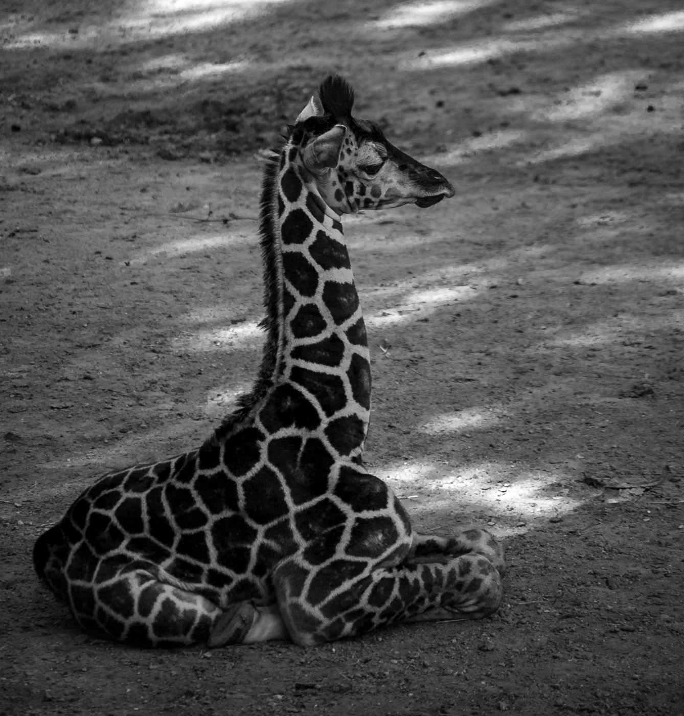 Rothschildova (Giraffa camelopardalis rothschildi) v ZOO Lešná