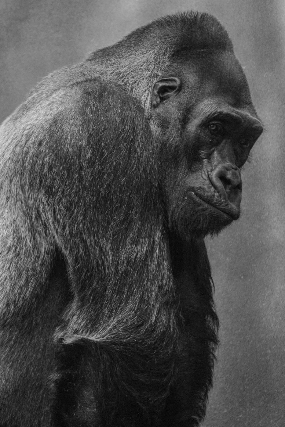 Gorila nížinná (Gorilla gorilla gorilla) v ZOO Dvůr Králové