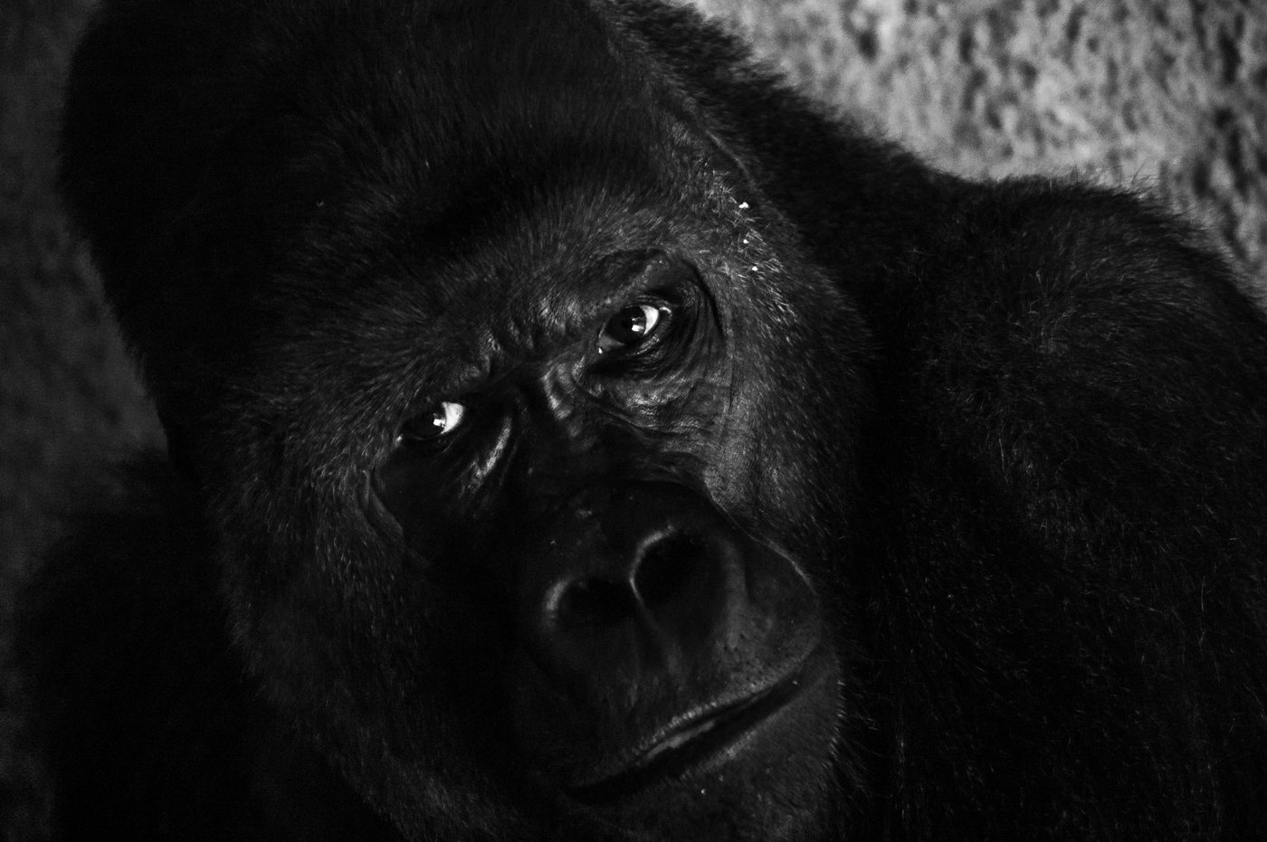 Gorila nížinná (Gorilla gorilla gorilla) v ZOO Praha, Richard (9. 11. 1991 - Frankfurt nad Mohanem)