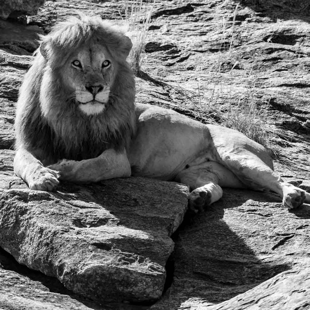 Lev masajský (Panthera leo massaica)