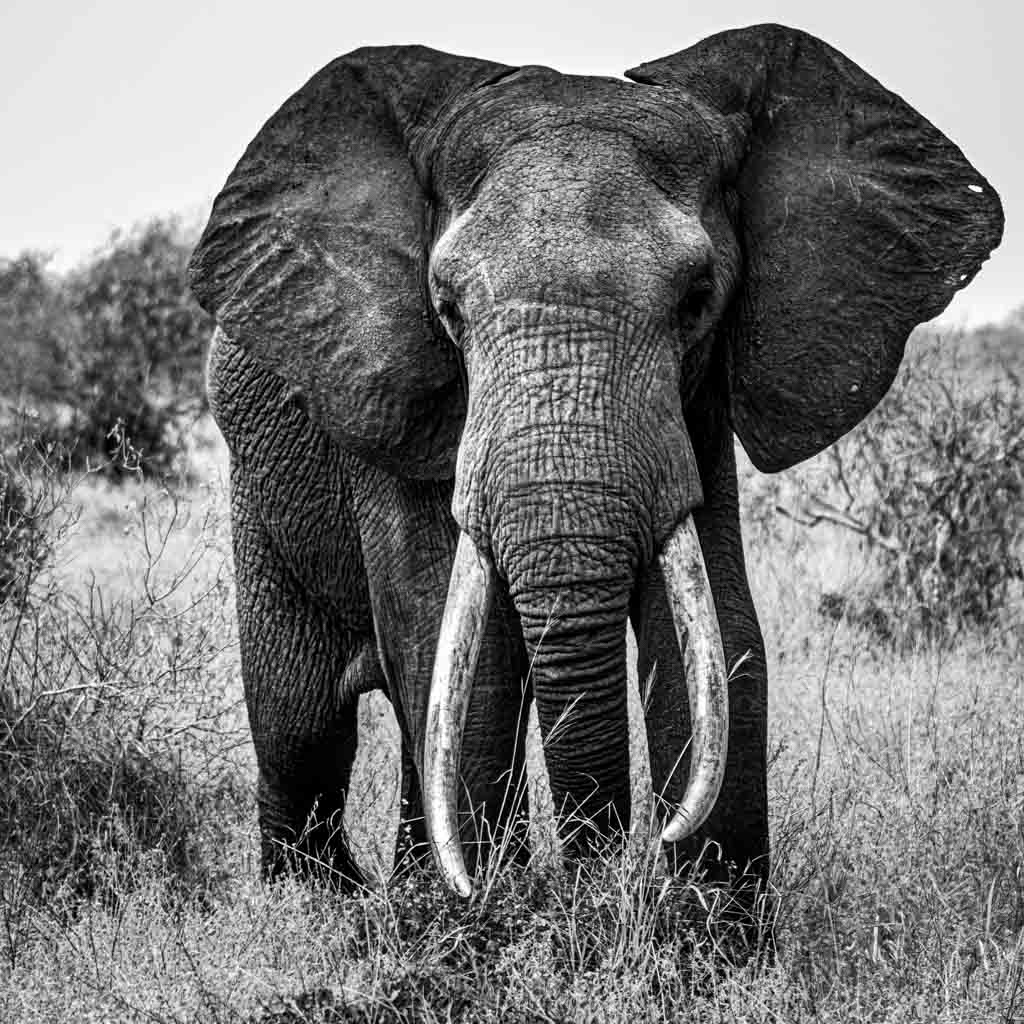 Slon africký / African bush elephant (Loxodonta africana), Tsavo