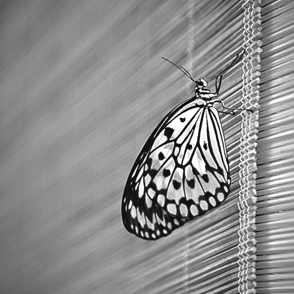 Motýl v botanické zahradě. Babočka / Baby (Nymphalinae).